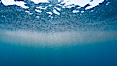 Krill.  Likely Euphausia pacifica. A thin cloud of pink krill gathers at the ocean surface, where it is likely to be preyed upon by sharks, fish, birds and whales. San Diego, California, USA. Image #27015