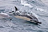 Common dolphin at the edge of the ocean. Santa Barbara, California, USA. Image #27017