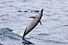 Common dolphin leaping from the ocean. Santa Barbara, California, USA. Image #27018