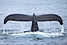 Water falling from the fluke (tail) of a humpback whale as the whale dives to forage for food in the Santa Barbara Channel. Santa Rosa Island, California, USA. Image #27029