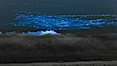 Bottlenose dolphins swim through red tide, hunt a school of fish, lit by glowing bioluminescence caused by microscopic Lingulodinium polyedrum dinoflagellate organisms which glow blue when agitated at night. La Jolla, California, USA. Image #27065