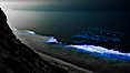Bottlenose dolphins swim through red tide, hunt a school of fish, lit by glowing bioluminescence caused by microscopic Lingulodinium polyedrum dinoflagellate organisms which glow blue when agitated at night. La Jolla, California, USA. Image #27066