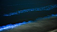 Bottlenose dolphins swim through red tide, hunt a school of fish, lit by glowing bioluminescence caused by microscopic Lingulodinium polyedrum dinoflagellate organisms which glow blue when agitated at night. La Jolla, California, USA. Image #27067