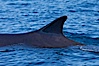 Fin whale dorsal fin. The fin whale is the second longest and sixth most massive animal ever, reaching lengths of 88 feet. La Jolla, California, USA. Image #27110