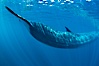 Fin whale underwater.  The fin whale is the second longest and sixth most massive animal ever, reaching lengths of 88 feet. La Jolla, California, USA. Image #27113