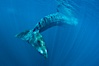 Fin whale underwater.  The fin whale is the second longest and sixth most massive animal ever, reaching lengths of 88 feet. La Jolla, California, USA. Image #27116