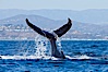 A humpback whale raises it fluke out of the water, the coast of Del Mar and La Jolla is visible in the distance. Del Mar, California, USA. Image #27130