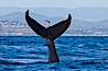 A humpback whale raises it fluke out of the water, the coast of Del Mar and La Jolla is visible in the distance. Del Mar, California, USA. Image #27137