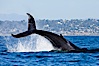 A humpback whale raises it fluke out of the water, the coast of Del Mar and La Jolla is visible in the distance. Del Mar, California, USA. Image #27141