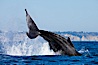 A humpback whale raises it fluke out of the water, the coast of Del Mar and La Jolla is visible in the distance. Del Mar, California, USA. Image #27142