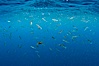 Krill and squid school at the ocean surface, moments before blue and fin whales rise to the surface to feed.  The krill is likely Euphausia pacifica, the squid are likely Loligo opalescens. A thin cloud of pink krill gathers at the ocean surface, where it is likely to be preyed upon by sharks, fish, birds and whales. San Diego, California, USA. Image #27152