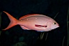 Pacific creolefish. Image #27210