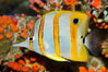 Copperband butterflyfish. Image #27216