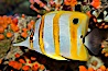 Copperband butterflyfish. Image #27216