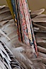California brown pelican preening. La Jolla, California, USA. Image #27261