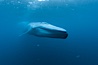 Blue whale underwater closeup photo.  This incredible picture of a blue whale, the largest animal ever to inhabit earth, shows it swimming through the open ocean, a rare underwater view.  Over 80' long and just a few feet from the camera, an extremely wide lens was used to photograph the entire enormous whale. California, USA. Image #27293
