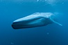 Blue whale underwater closeup photo.  This incredible picture of a blue whale, the largest animal ever to inhabit earth, shows it swimming through the open ocean, a rare underwater view.  Over 80' long and just a few feet from the camera, an extremely wide lens was used to photograph the entire enormous whale. California, USA. Image #27295