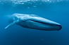 Blue whale underwater closeup photo.  This picture of a blue whale, the largest animal ever to inhabit earth, shows it swimming through the open ocean, a rare underwater view.  Since the whale was approximately 80-90' long and just a few feet from the camera, an extremely wide lens was used to photograph the entire enormous whale. California, USA. Image #27299