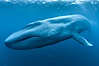 Blue whale underwater photo showing entire whale head (rostrum) to tail (fluke).  This picture of a blue whale shows it swimming through the open ocean, a rare underwater view.  Specialized underwater camera gear, including an extremely wide lens, was used to capture the entire enormous whale in a single photograph. California, USA. Image #27300