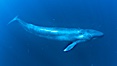 Blue whale underwater closeup photo.  This incredible picture of a blue whale, the largest animal ever to inhabit earth, shows it swimming through the open ocean, a rare underwater view.  Over 80' long and just a few feet from the camera, an extremely wide lens was used to photograph the entire enormous whale. California, USA. Image #27308