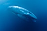 Blue whale feeding on krill underwater closeup photo.  A picture of a blue whale with its throat pleats inflated with a mouthful of krill. California, USA. Image #27309
