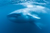 Blue whales feeding on krill underwater closeup photo.  A picture of a blue whale with its throat pleats inflated with a mouthful of krill. A calf swims behind and below the adult. Over 80' long and just a few feet from the camera, an extremely wide lens was used to photograph the entire enormous whale. California, USA. Image #27314