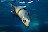 California sea lion injured by fishing line. Sea of Cortez, Baja California, Mexico. Image #27419