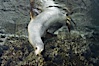 California sea lion underwater. Sea of Cortez, Baja California, Mexico. Image #27421