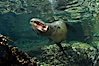 California sea lion underwater. Sea of Cortez, Baja California, Mexico. Image #27422