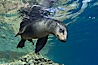 California sea lion underwater. Sea of Cortez, Baja California, Mexico. Image #27423