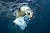 California sea lion underwater. Sea of Cortez, Baja California, Mexico. Image #27424