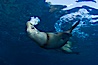 California sea lion injured by fishing line. Sea of Cortez, Baja California, Mexico. Image #27425