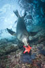 California sea lion underwater playing with sea star. Sea of Cortez, Baja California, Mexico. Image #27428
