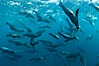 Large group of bachelor adult male California sea lions, underwater view, at Isla Las Animas near La Paz, Sea of Cortez, Baja California. Sea of Cortez, Baja California, Mexico. Image #27460