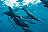 Large group of bachelor adult male California sea lions, underwater view, at Isla Las Animas near La Paz, Sea of Cortez, Baja California. Sea of Cortez, Baja California, Mexico. Image #27462