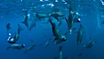 Large group of bachelor adult male California sea lions, underwater view, at Isla Las Animas near La Paz, Sea of Cortez, Baja California. Sea of Cortez, Baja California, Mexico. Image #27463