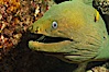 Panamic Green Moray Eel, Sea of Cortez, Baja California, Mexico. Sea of Cortez, Baja California, Mexico. Image #27466
