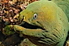 Panamic Green Moray Eel, Sea of Cortez, Baja California, Mexico. Sea of Cortez, Baja California, Mexico. Image #27467