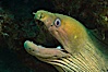 Panamic Green Moray Eel, Sea of Cortez, Baja California, Mexico. Sea of Cortez, Baja California, Mexico. Image #27468