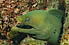 Panamic Green Moray Eel, Sea of Cortez, Baja California, Mexico. Sea of Cortez, Baja California, Mexico. Image #27469
