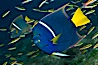 King angelfish in the Sea of Cortez, Mexico. Sea of Cortez, Baja California, Mexico. Image #27470