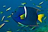 King angelfish in the Sea of Cortez, Mexico. Sea of Cortez, Baja California, Mexico. Image #27471