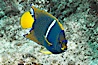 Juvenile King angelfish in the Sea of Cortez, Mexico. Sea of Cortez, Baja California, Mexico. Image #27472