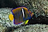 Juvenile King angelfish in the Sea of Cortez, Mexico. Sea of Cortez, Baja California, Mexico. Image #27473