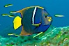 King angelfish in the Sea of Cortez, Mexico. Sea of Cortez, Baja California, Mexico. Image #27474