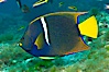 King angelfish in the Sea of Cortez, Mexico. Sea of Cortez, Baja California, Mexico. Image #27475