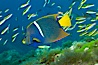 King angelfish in the Sea of Cortez, Mexico. Sea of Cortez, Baja California, Mexico. Image #27476
