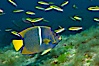 King angelfish in the Sea of Cortez, Mexico. Sea of Cortez, Baja California, Mexico. Image #27477