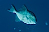 Finescale triggerfish underwater, Sea of Cortez, Baja California, Mexico. Sea of Cortez, Baja California, Mexico. Image #27478