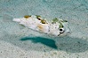 Long-spine porcupine fish, Sea of Cortez, Baja California, Mexico. Sea of Cortez, Baja California, Mexico. Image #27481